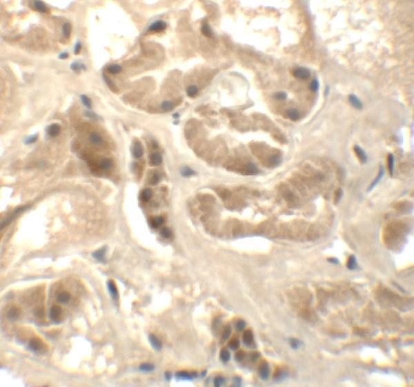 Immunohistochemistry of ATAD3B in human kidney tissue with ATAD3B antibody at 5 μg/mL