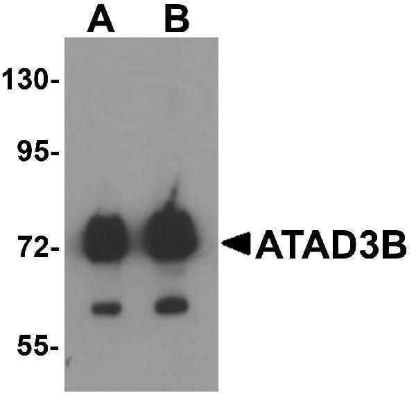 Western blot analysis of ATAD3B in human kidney tissue lysate with ATAD3B antibody at (A) 1 and (B) 2 μg/mL 