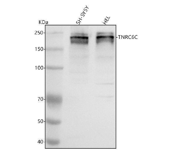 a09089 1 tnrc6c primary antibodies wb testing 1