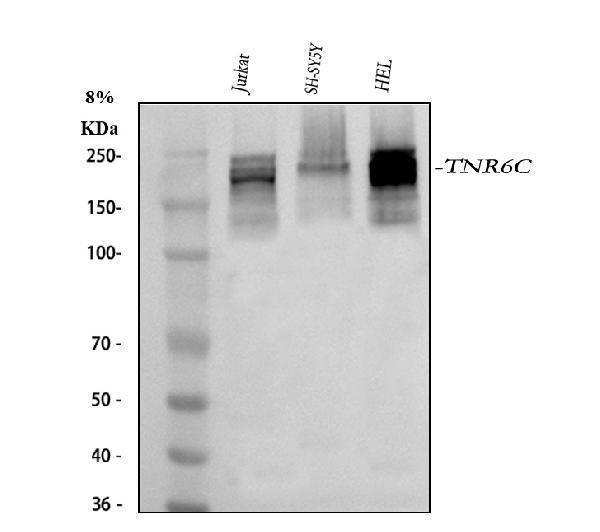  Western blot analysis of TNRC6C using anti-TNRC6C antibody (A09089)