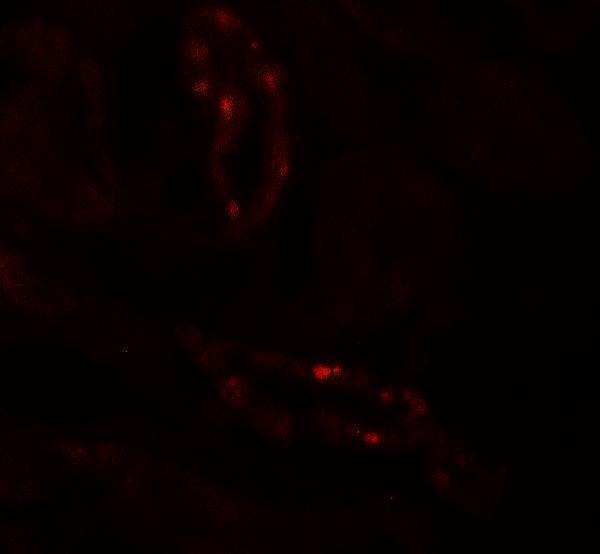 Immunofluorescence of SCUBE3 in human kidney tissue with SCUBE3 antibody at 20 μg/mL