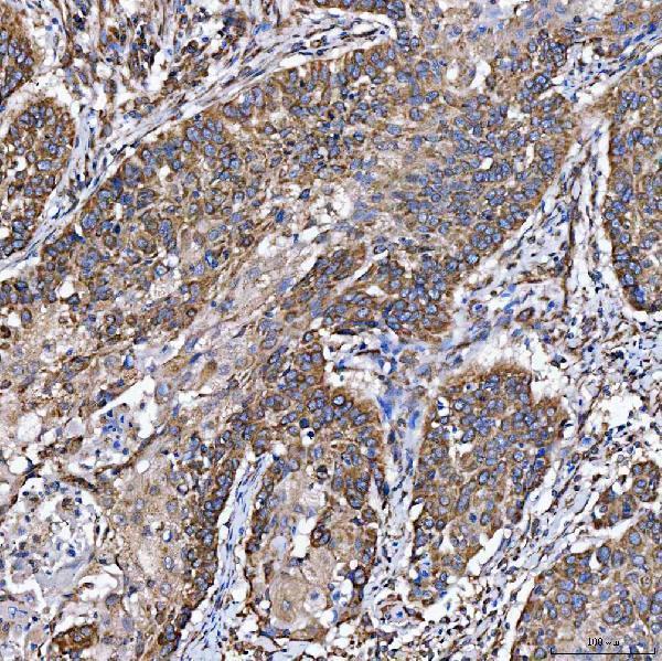  IHC analysis of SH2D4A using anti-SH2D4A antibody (A09094-2)