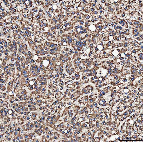 a09094 2 sh2d4a primary antibodies ihc testing 4
