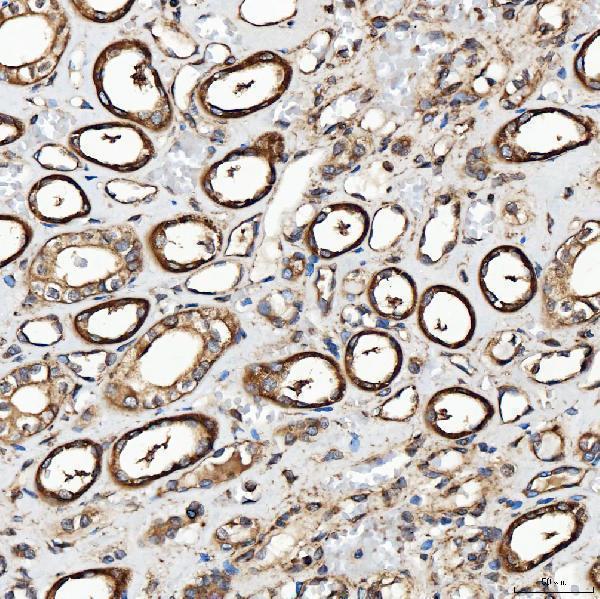 a09094 2 sh2d4a primary antibodies ihc testing 7