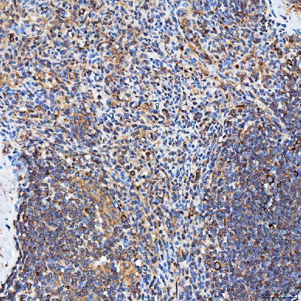 a09094 2 sh2d4a primary antibodies ihc testing 9
