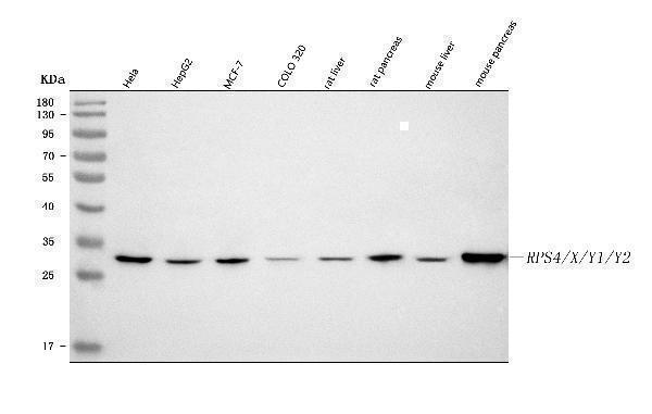 a09096 1 rps4x primary antibodies wb testing 1