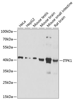 Western blot analysis of extracts of various cell lines, using ITPK1 antibody  at 1:1000 dilution