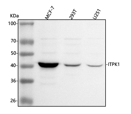  Western blot analysis of ITPK1 using anti-ITPK1 antibody (A09106-2)