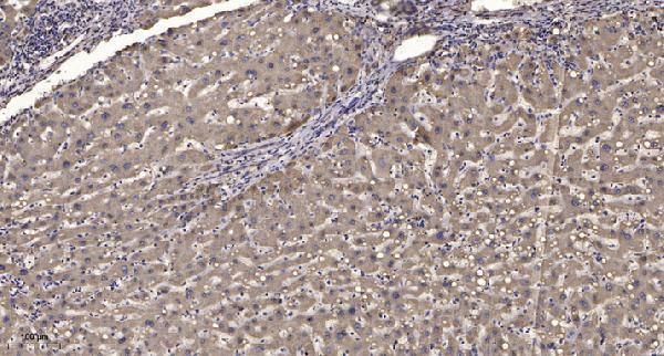 a09106 itpk1 primary antibodies ihc testing 1