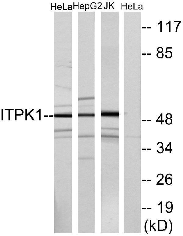 a09106 itpk1 primary antibodies wb testing 2