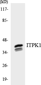 a09106 itpk1 primary antibodies wb testing 3