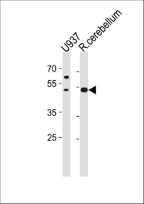 SLC25A25 Antibody (N-term) western blot analysis in U-937 cell line and rat cerebellum tissue lysates (35ug/lane)