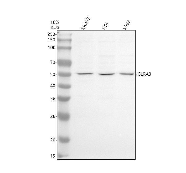 a09110 1 glra3 primary antibodies wb testing 1