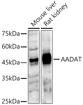 a09111 aadat primary antiboties wb testing 1