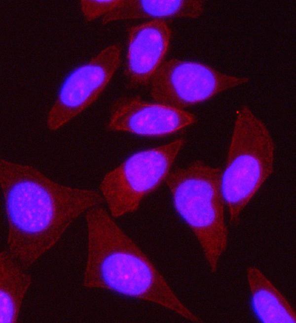 a09120 1 specc1l primary antibodies if testing 2