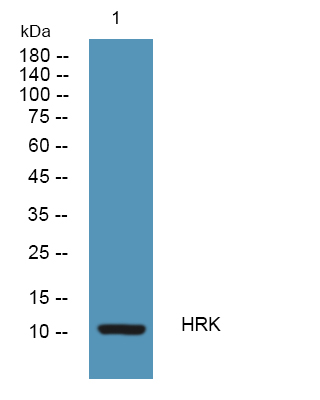 a09125 1 hrk primary antibodies wb testing 1