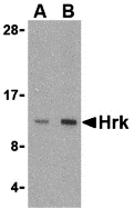 a09125 hrk primary antibodies wb testing 1