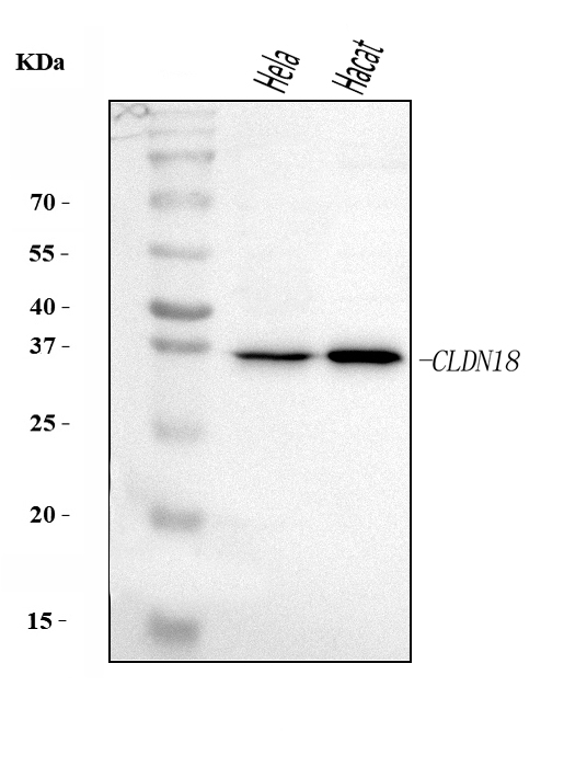 a09129 1 cldn18 primary antibodies wb testing 1