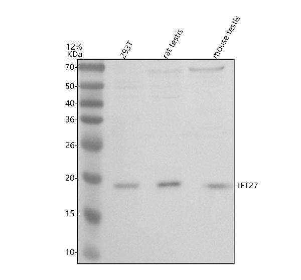 a09130 1 ift27 primary antibodies wb testing 1