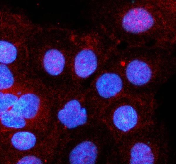 IF analysis of HS3ST1 using anti-HS3ST1 antibody (A09131-3) and anti-Alpha Tubulin antibody (M03989-3)