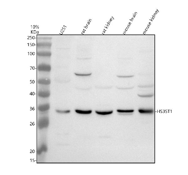 Western blot analysis of HS3ST1 using anti-HS3ST1 antibody (A09131-3)