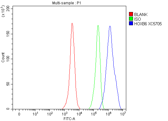 a09133 2 hoxb6 primary antibodies fcm testing 2