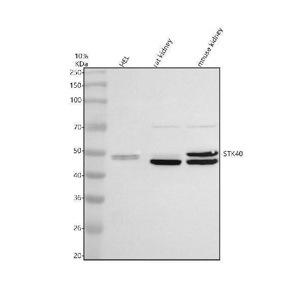 a09134 1 stk40 primary antibodies wb testing 1