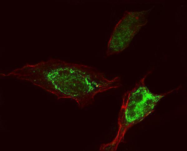  IF analysis of PEPP2/PLEKHA5 using anti-PEPP2/PLEKHA5 antibody (A09135-2)
