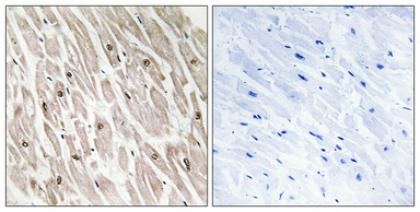a09141 1 clk4 primary antibodies ihc testing 1