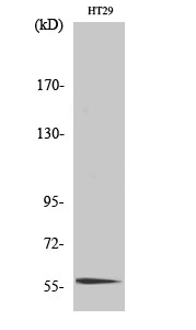 a09141 1 clk4 primary antibodies wb testing 2