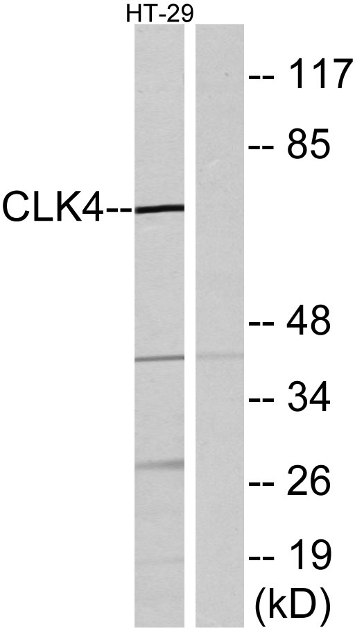 a09141 1 clk4 primary antibodies wb testing 3