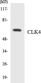 a09141 1 clk4 primary antibodies wb testing 4