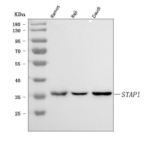  Western blot analysis of STAP-1/STAP1 using anti-STAP-1/STAP1 antibody (A09142-1)
