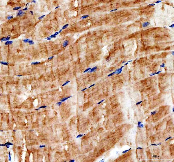 a09143 1 myh4 primary antibodies ihc testing 1