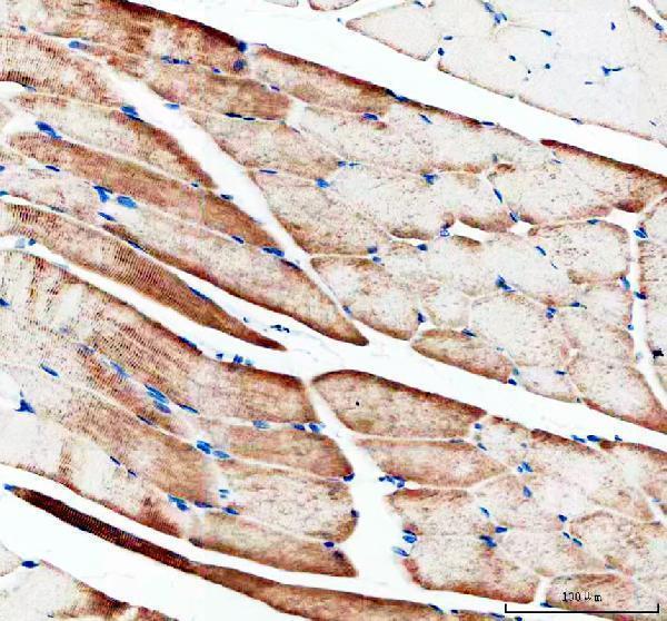 a09143 1 myh4 primary antibodies ihc testing 2