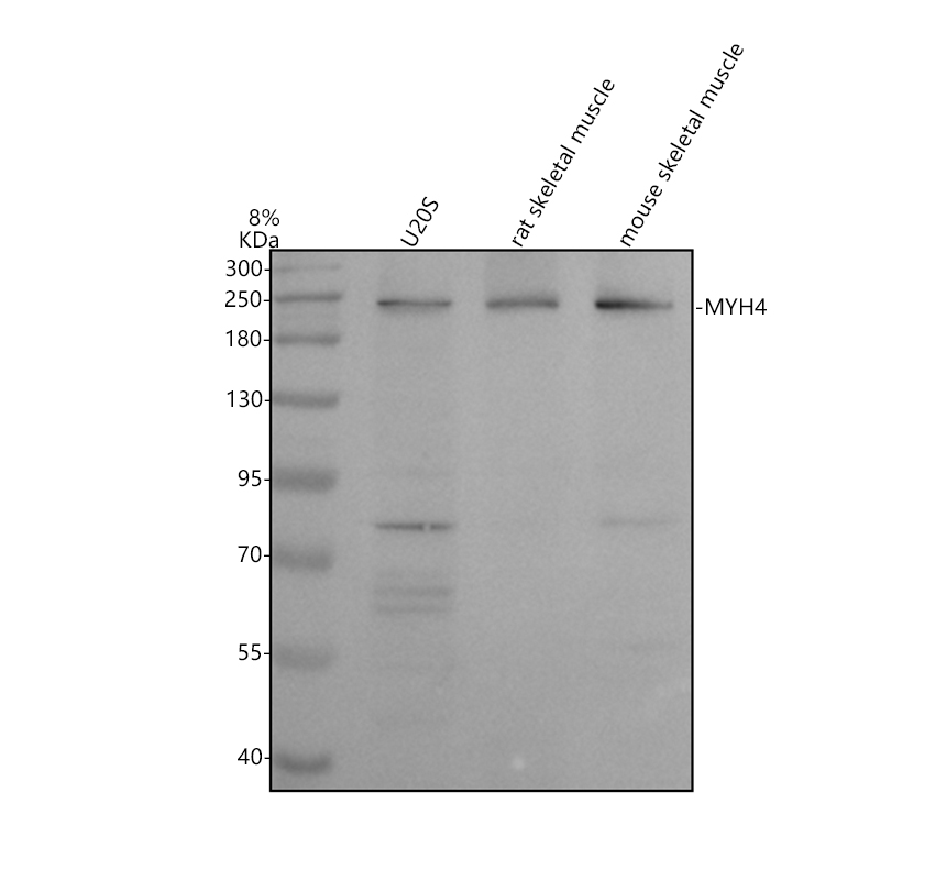 Western blot analysis of MYH4 using anti-MYH4 antibody (A09143-1)