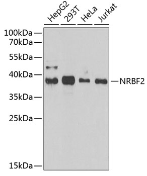 Western blot analysis of extracts of various cell lines, using NRBF2 antibody  at 1:1000 dilution