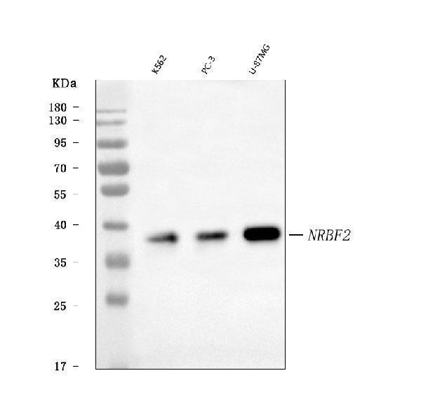  Western blot analysis of NRBF2 using anti-NRBF2 antibody (A09144-2)