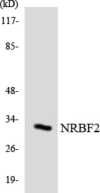 Western blot analysis of the lysates from RAW264