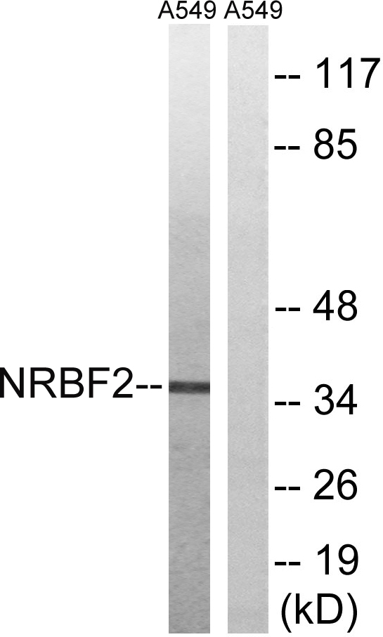 Western blot analysis of lysates from A549 cells, using NRBF2 Antibody