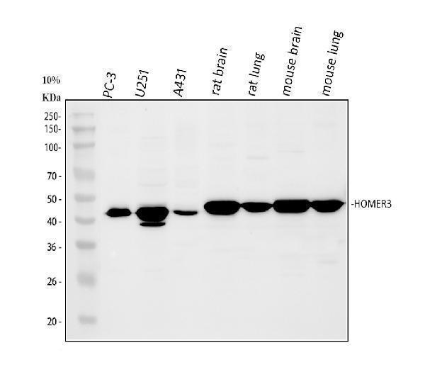  Western blot analysis of HOMER3 using anti-HOMER3 antibody (A09145-1)