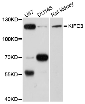 a09146 kifc3 primary antiboties wb testing 1