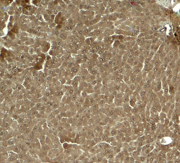 a09147 klf17 primary antibodies ihc testing 2