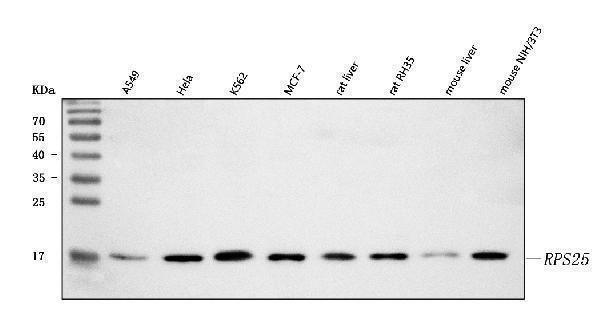  Western blot analysis of RPS25 using anti-RPS25 antibody (A09150-3)