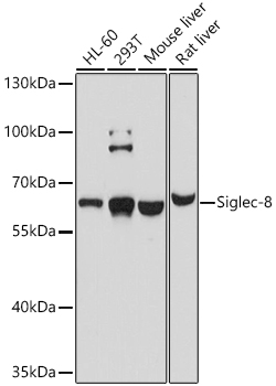 a09153 siglec8 primary antiboties wb testing 1