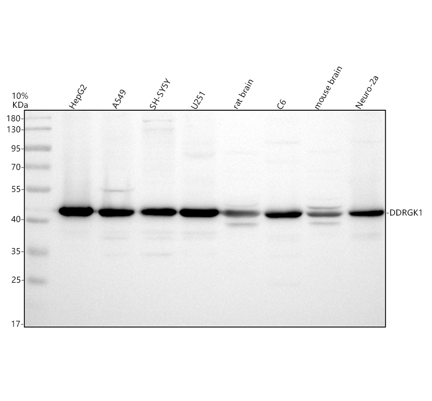 Western blot analysis of DDRGK1 using anti-DDRGK1 antibody (A09155-2)