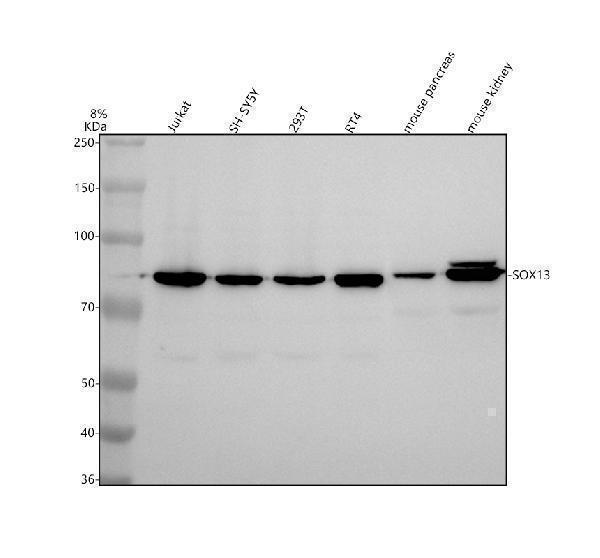Western blot analysis of SOX13 using anti-SOX13 antibody (A09157-1)