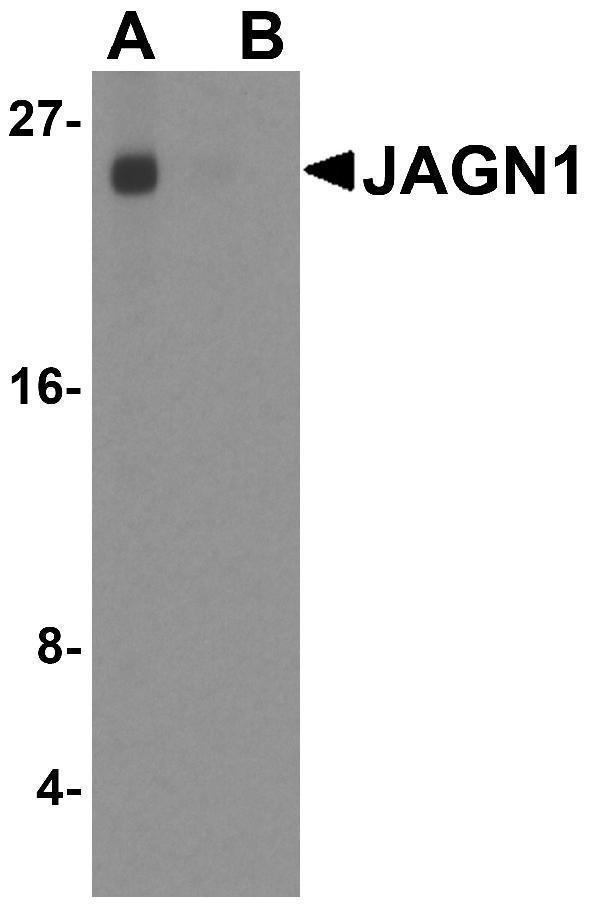 a09158 jagn1 primary antibodies wb testing 1