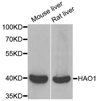 Western blot analysis of extracts of various cell lines, using HAO1/GOX antibody  at 1:500 dilution