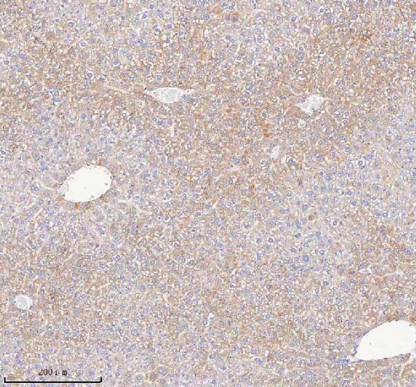  IHC analysis of HAO1 using anti-HAO1 antibody (A09159-2)
